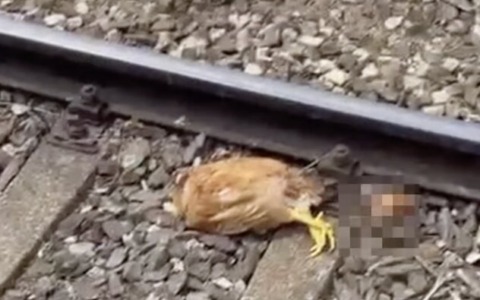 Galline decapitate a Bagnolo Mella, si indaga su possibili responsabilità
