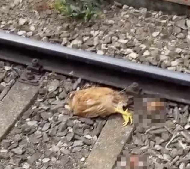 Galline decapitate a Bagnolo Mella, si indaga su possibili responsabilità